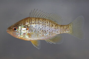 Pumpkinseed fish (Lepomis gibbosus) in natural habitat underwater 