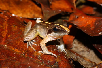 Masked Swamp Frog (Limnonectes paramacrodon) in natural habitat (Sarawak, Malaysia, Borneo)