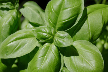 Basil. Green leaves of fresh basil close-up on the garden bed