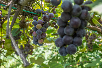 Grapes on a vine