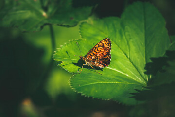 a butterfly on a green leaf