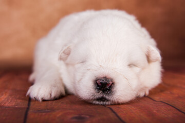 White small Samoyed puppy dog on brown background