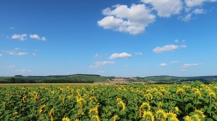 Campagne française sous un ciel bleu en été, paysage rural en Champagne Ardenne, avec un champ de fleurs de tournesols et le village de Châtillon-sur-Marne au loin (France)