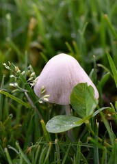 mushroom and clover on a golf course