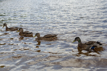 4 brown wild ducks swim diagonally across the lake