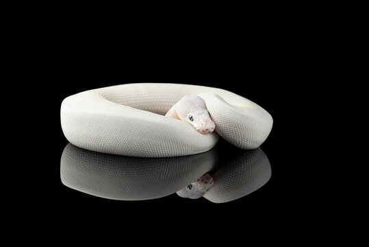 The colourful ball royal python isolated on black background