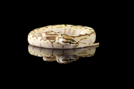 The colourful ball royal python isolated on black background