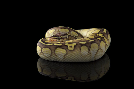 The colourful ball royal python isolated on black background