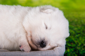 White small Samoyed puppy dog on green grass background