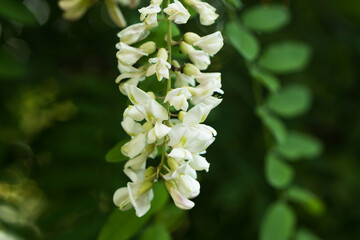 A branch of blooming acacia flowers against a blurred background