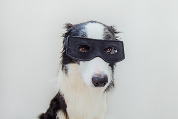 Funny portrait of cute dog border collie in superhero costume isolated on white background. Puppy wearing black super hero mask in carnival or halloween. Justice help strenght concept.