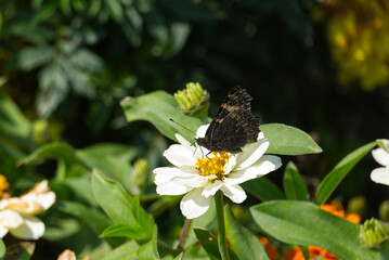 Small tortoiseshell butterfly (Aglais urticae) sitting on white flower in Zurich, Switzerland