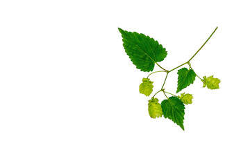 Branch of fresh hops isolated on white background. Hop cones are used to make beer