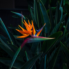 brightly colored bird of paradise flower closeup in a dark green leaf garden setting