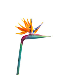 brightly colored long stem bird of paradise flower closeup cutout isolated on a white background