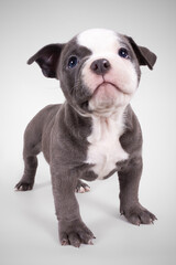 AMERICAN BULL DOG