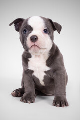 AMERICAN BULL DOG