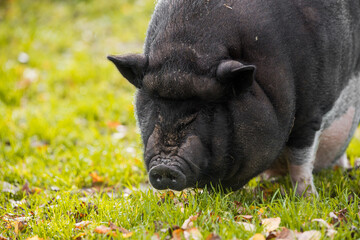 Big Vietnamese black pig close up portrait outside