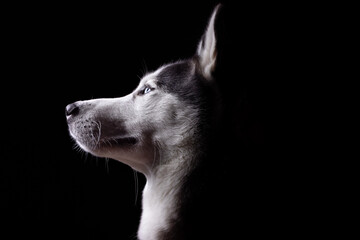 Obraz premium portrait of a dog