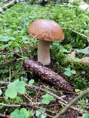 mushrooms in the forest