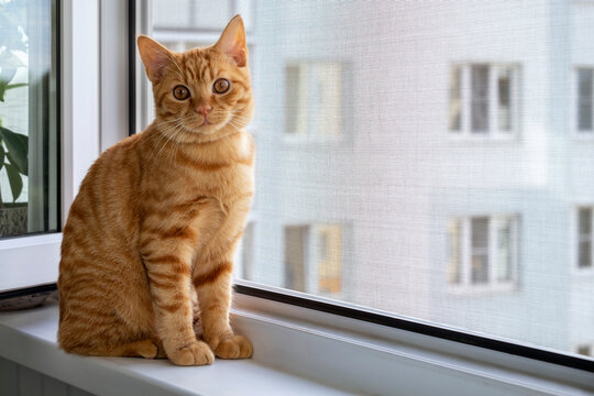 Close-up of a cute ginger tabby kitten sitting on a windowsill with a mosquito net and looking at the camera. Home pet. Selective focus.