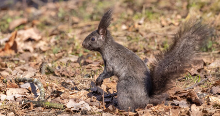 Naklejka na ściany i meble black squirrel between old leaves