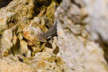 The lizard sits between large white stones. Selective focus on the lizard's face. Wildlife of Crimea