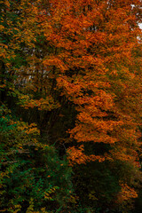 autumn colorful concept nature photography of orange yellow and green colors wood land foliage of October season time