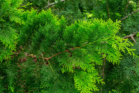 Beautiful Japanese Cypress Leaf In The Forest.