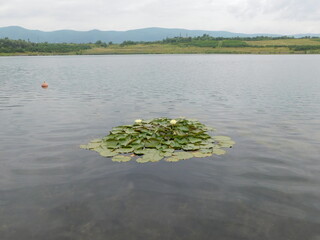 Nymphaea is a genus of hardy and tender aquatic plants in the family Nymphaeaceae. The genus has a...