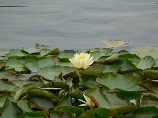 Nymphaea is a genus of hardy and tender aquatic plants in the family Nymphaeaceae. The genus has a...
