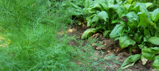 Organic farm, agriculture. Dill and spinach, greens in the garden. Selective focus