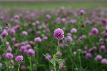 Field of pink clover in summer nature. Seasonal background.