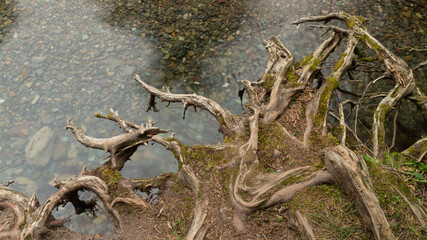 Twisting tree roots with moss growing on the soil between them stretch out over calm clear water that flows over pebbles on a river bottom. 