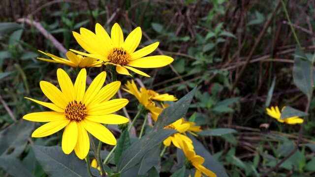 Vivid yellow blooms of the flowering sun choke or Jerusalem Artichoke plant