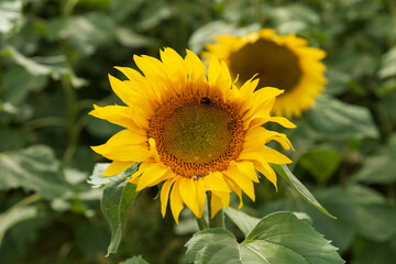 sunflower in the field