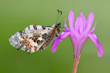 Macro shots, Beautiful nature scene. Closeup beautiful butterfly sitting on the flower in a summer garden.