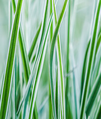 Fototapeta na wymiar Decorative green and white striped grass. Arrhenatherum elatius bulbosum variegatum. Soft focus. Natural background.