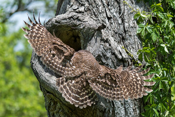 Landing Patterns - Female Barred owl