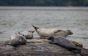 Harbor Seals hauling on rocks in the Damariscotta River, Maine, on a cloudy misty summer afternoon