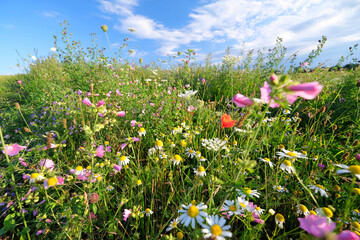 Beautiful flower meadow in Germany planted for insects
