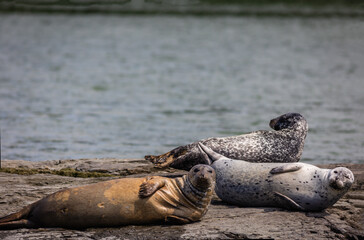 Harbor Seals hauling on rocks in the Damariscotta River, Maine, on a cloudy misty summer afternoon