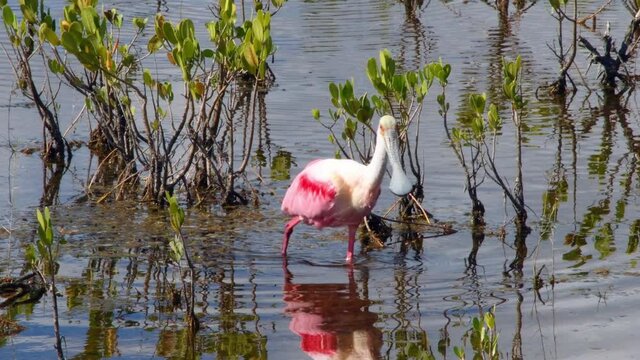 A single Roseate spoonbill foraging for food in a marsh at Merritt Island, near Cape Canaveral, Florida.