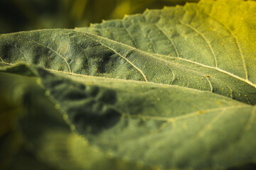 green sunflower leaf in the sun, graphic resource. Close view