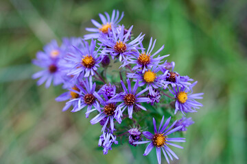 Purple flowers background macro