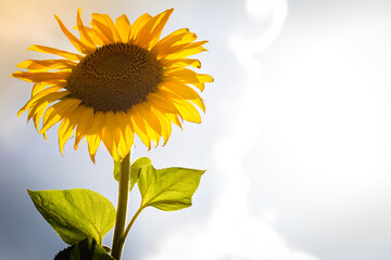 Beautiful sunflowers in the field natural background, Sunflower blooming