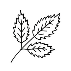 Rose branch with leaves. Outline botanical leaves in a modern minimalist style. Vector illustration isolated on white.