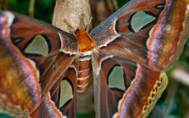 Cecropia Moth up Close