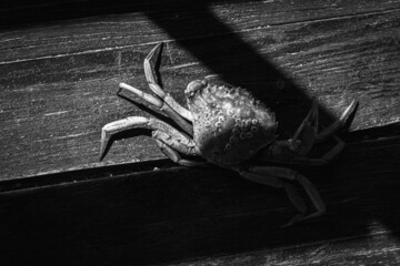 Black and white photo. Top view of a live Dungeness crab on a wooden gray-brown old surface, a light shadow, a ray of sunshine. Place for text. Selective focus. Banner
