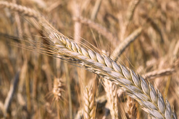 Ripe wheat field, spikelets close-up. Wheat spikelets are ready to harvest. Farm concept
